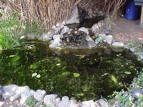 Pond2.jpg (52246 bytes)